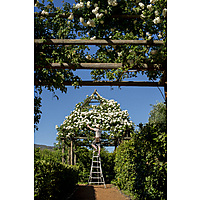 Garden at Babylonstoren image